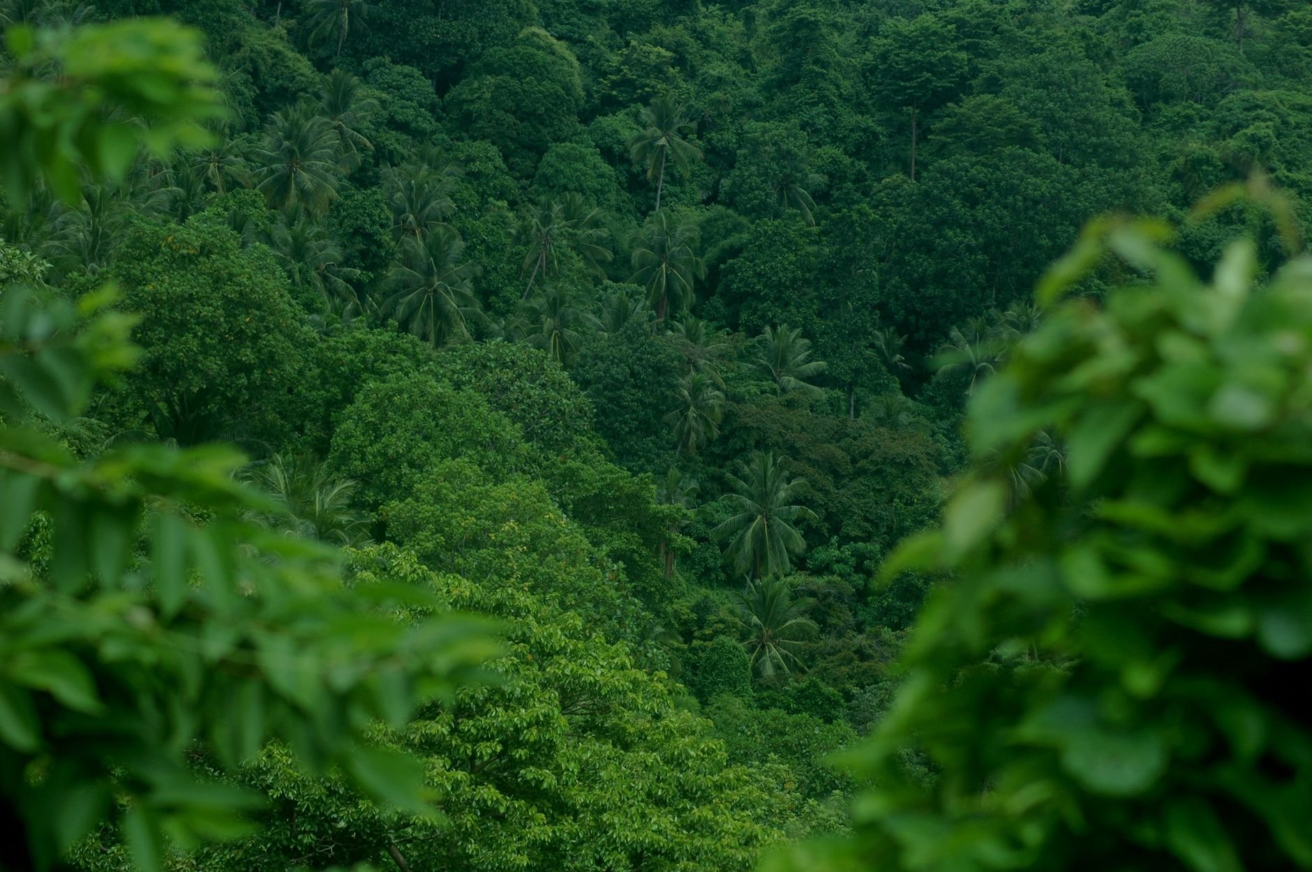 An expansive view of a lush tropical jungle showcasing dense green foliage and diverse tree species
