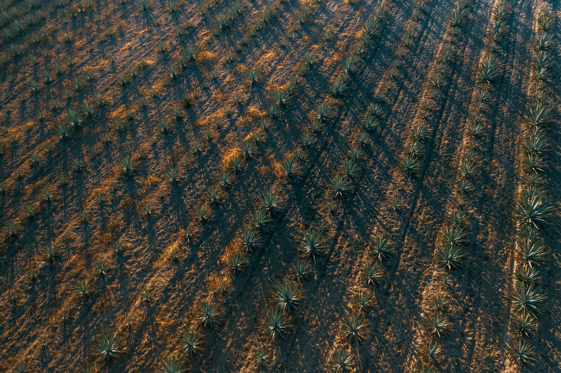 Aerial view of an agave plantation in Mexico, geometric rows casting long shadows at golden hour